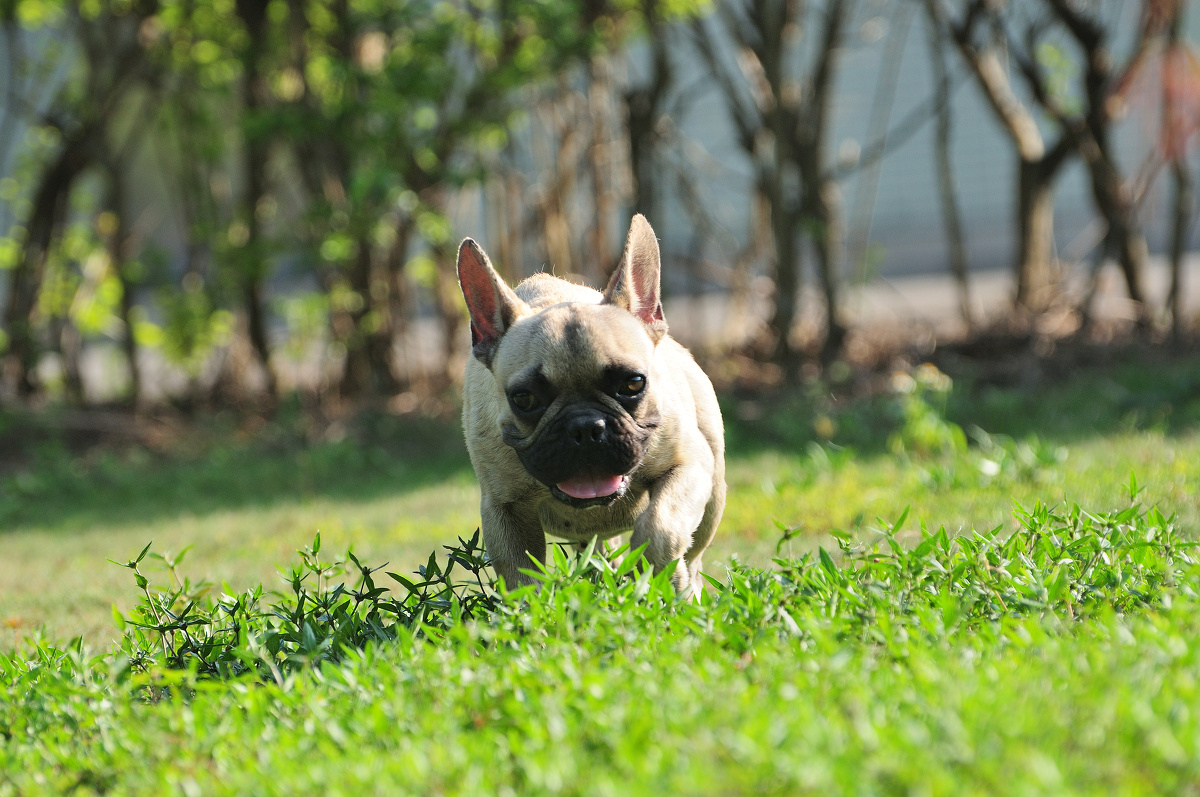 应急灯宠物摄影法斗犬萨尔