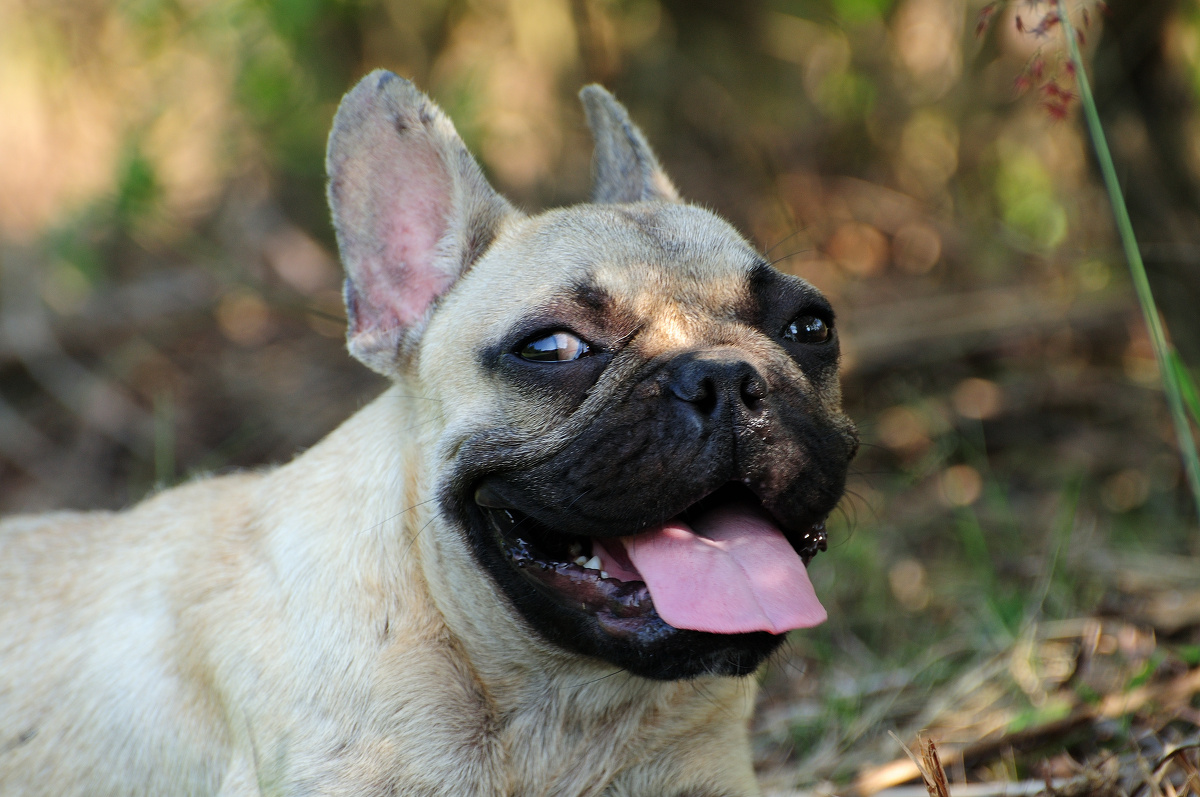 应急灯宠物摄影法斗犬萨尔