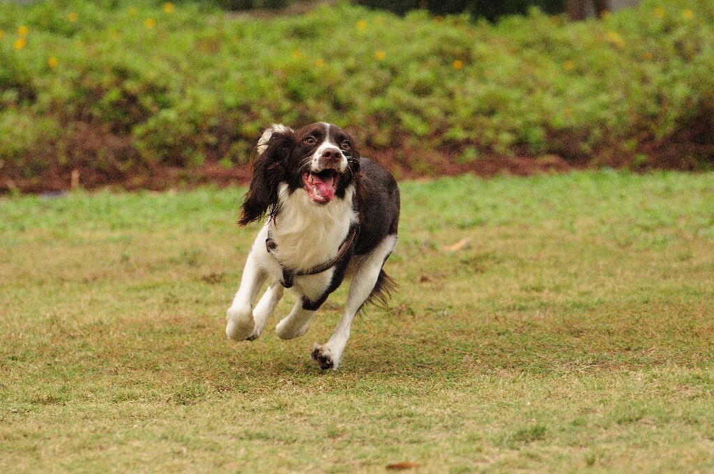 史宾格犬屁股