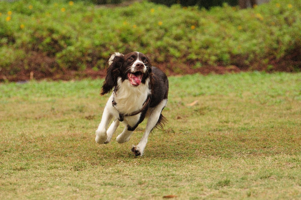 美国史宾格犬图片