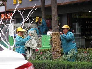 让树木过冬
