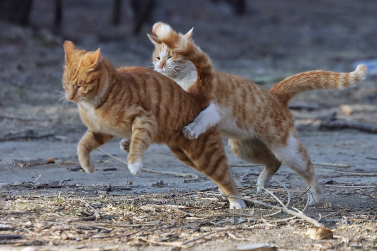 嬉戏打闹 - 凸火柿子 - 图虫