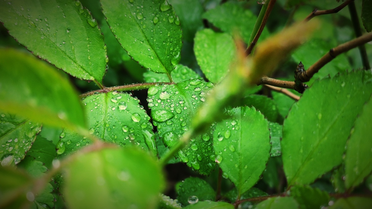 分享一组雨后图用心欣赏大自然的美