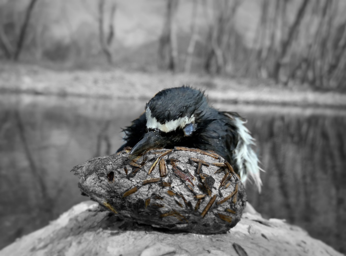 山湾村  河岸 虫壳 死鸟