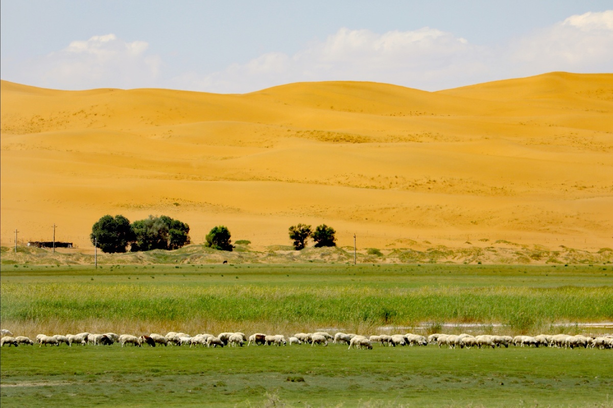 通古淖尔湖天鹅湖是腾格里沙漠腹地的一片绿州天鹅栖息地沙粒细软湖水