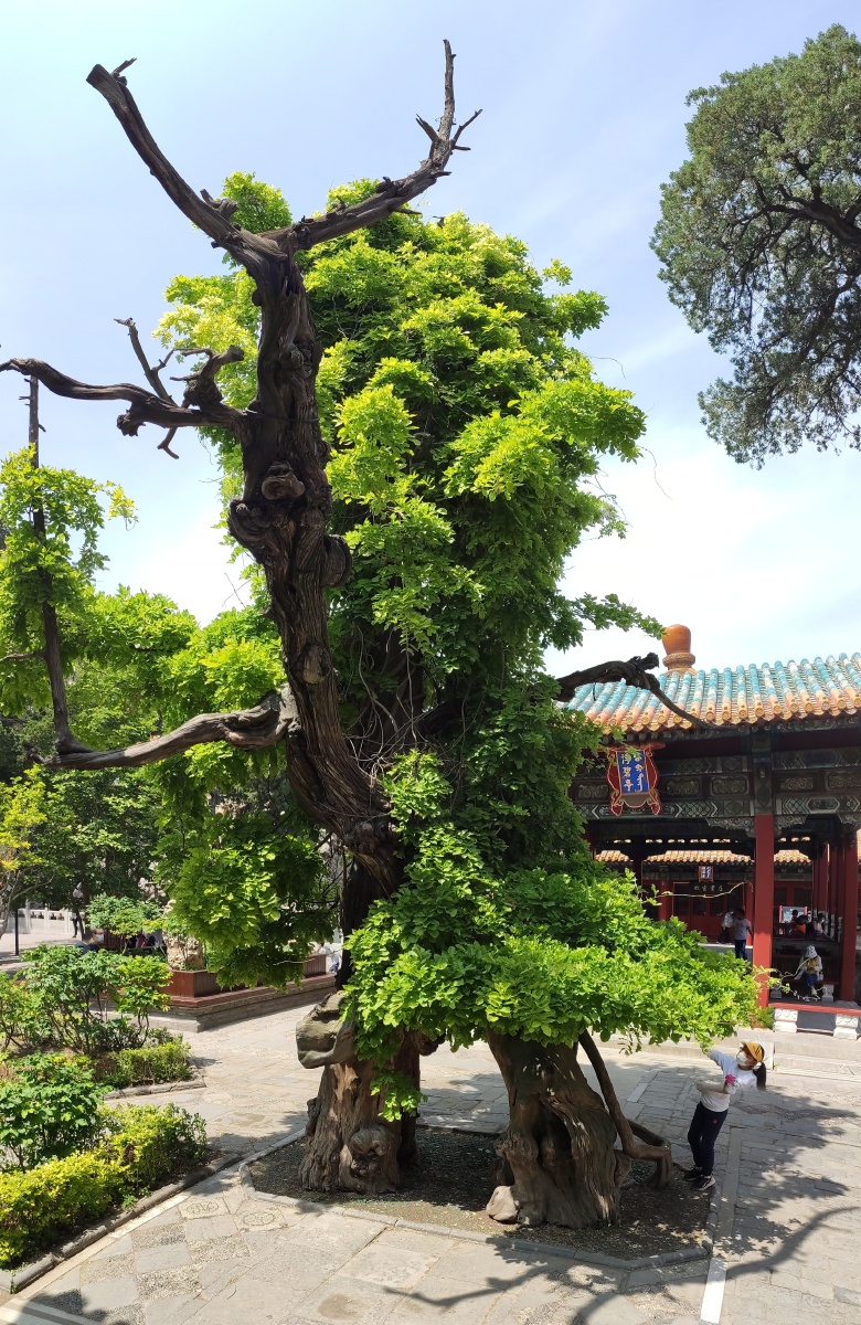 故宫御花园里的沧桑古木