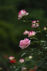 LIN01483-2