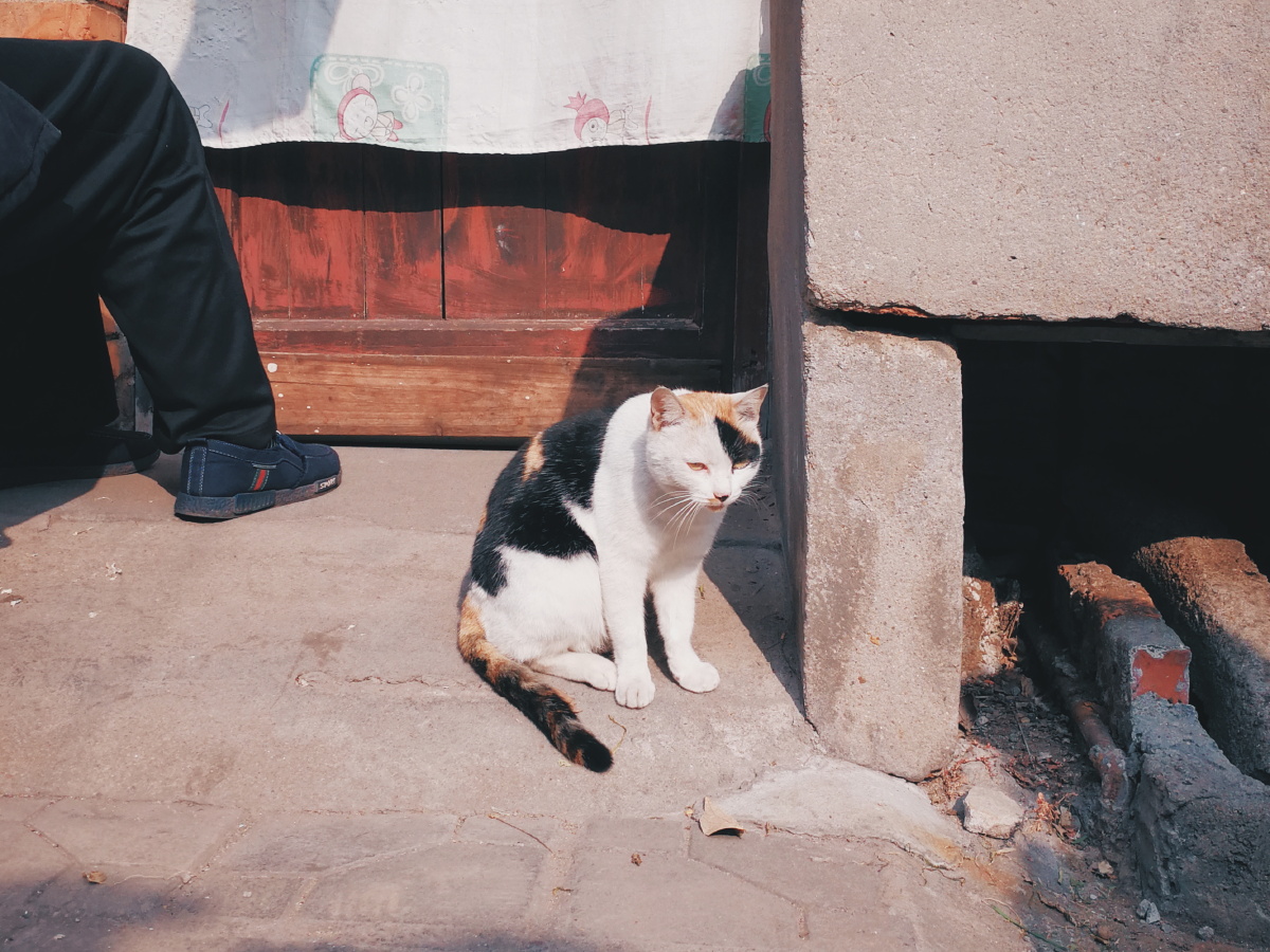 巷子里的一只猫