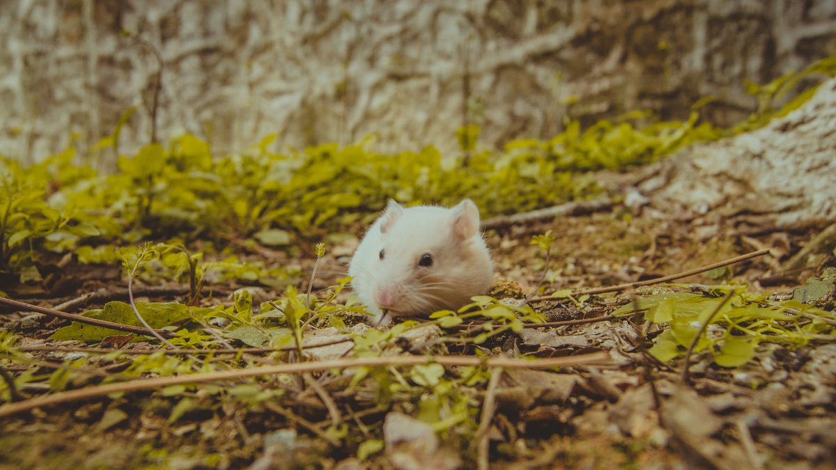 捕捉野生金丝熊一枚