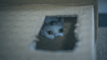 624954