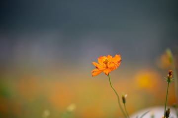 1251406