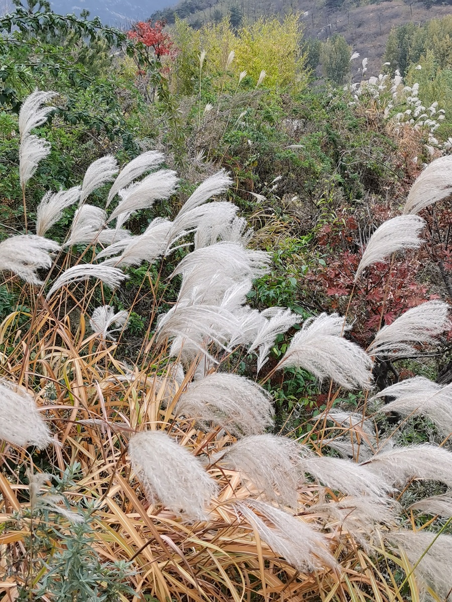 芦花飞舞