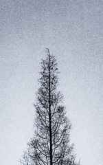 _DSC1520