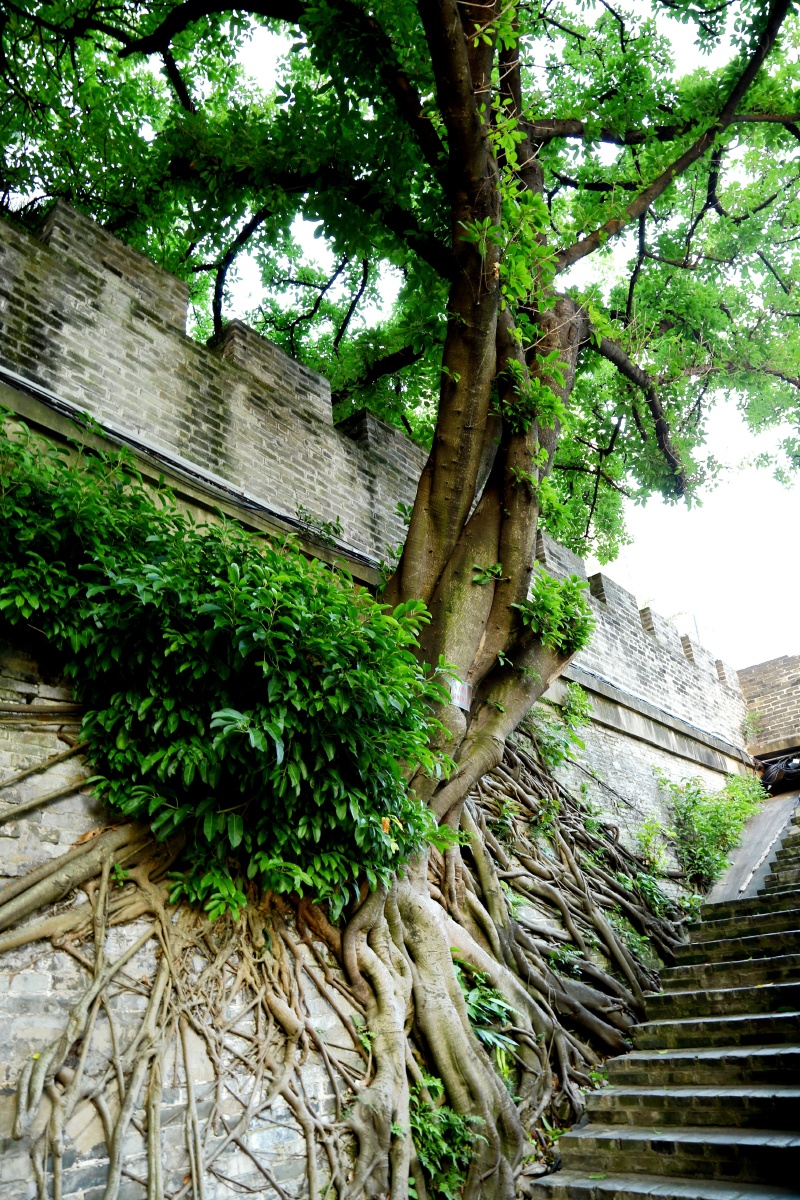 邕江畔旧城墙上的古榕树