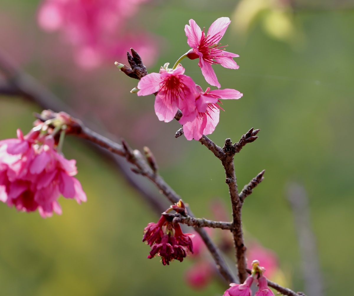 在那樱花盛开的地方南宁青秀山樱花园掠影