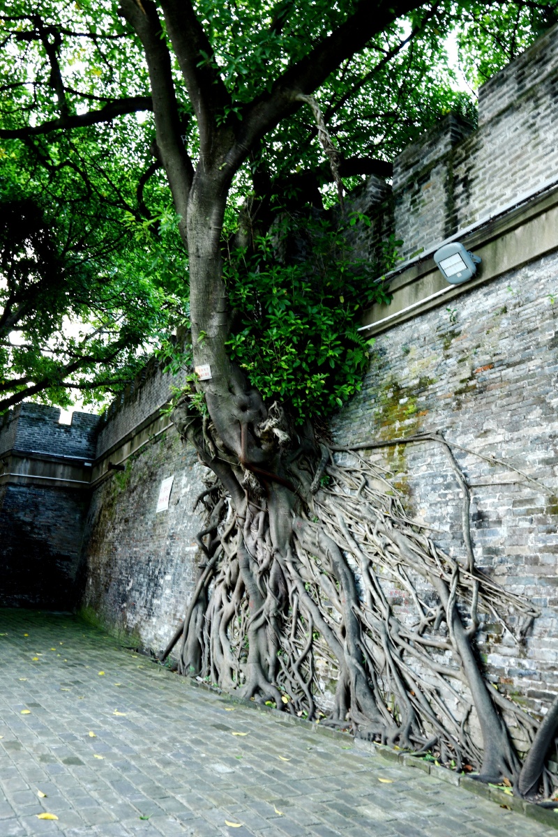 邕江畔旧城墙上的古榕树