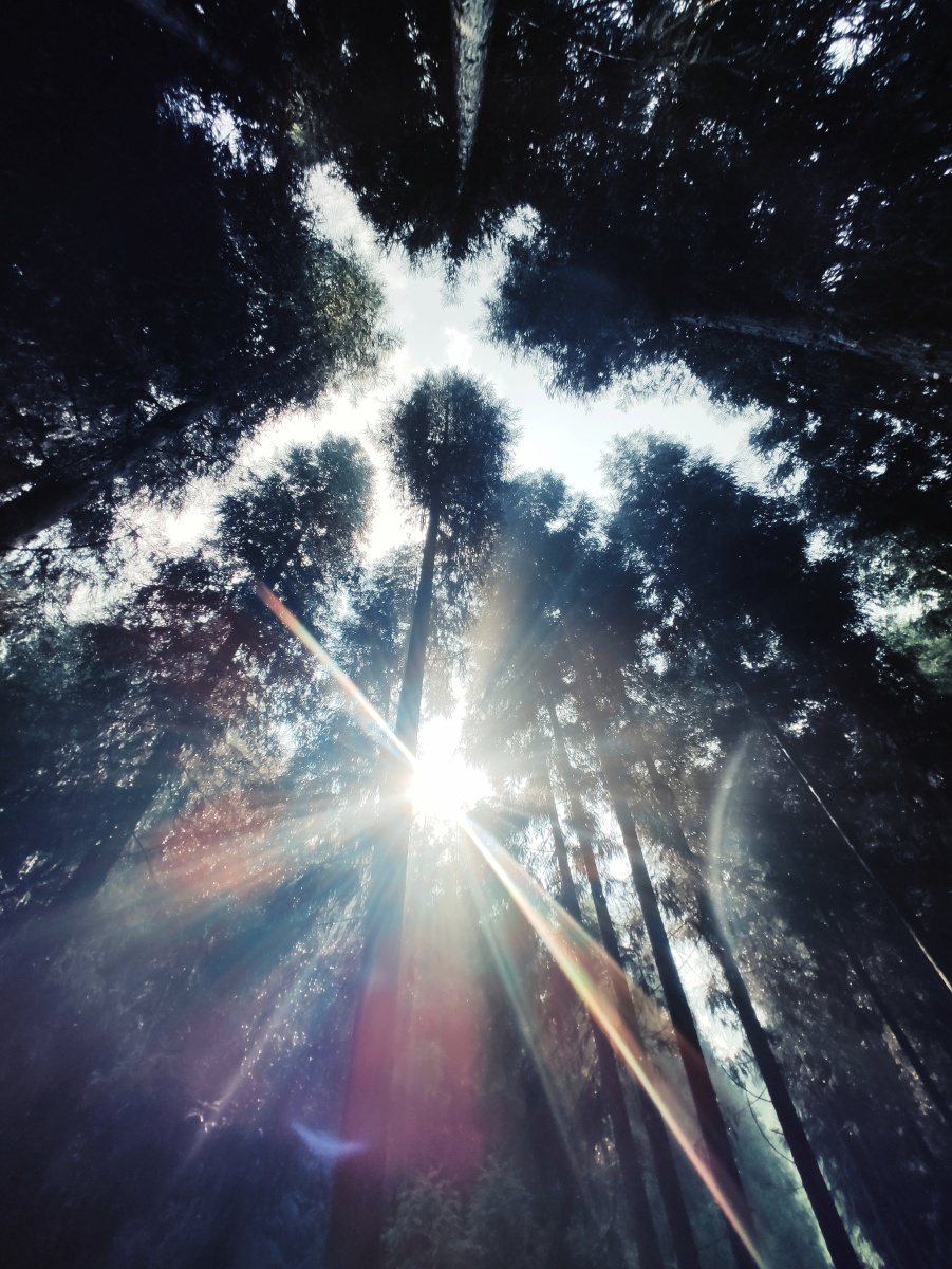 森林里的一缕晨光