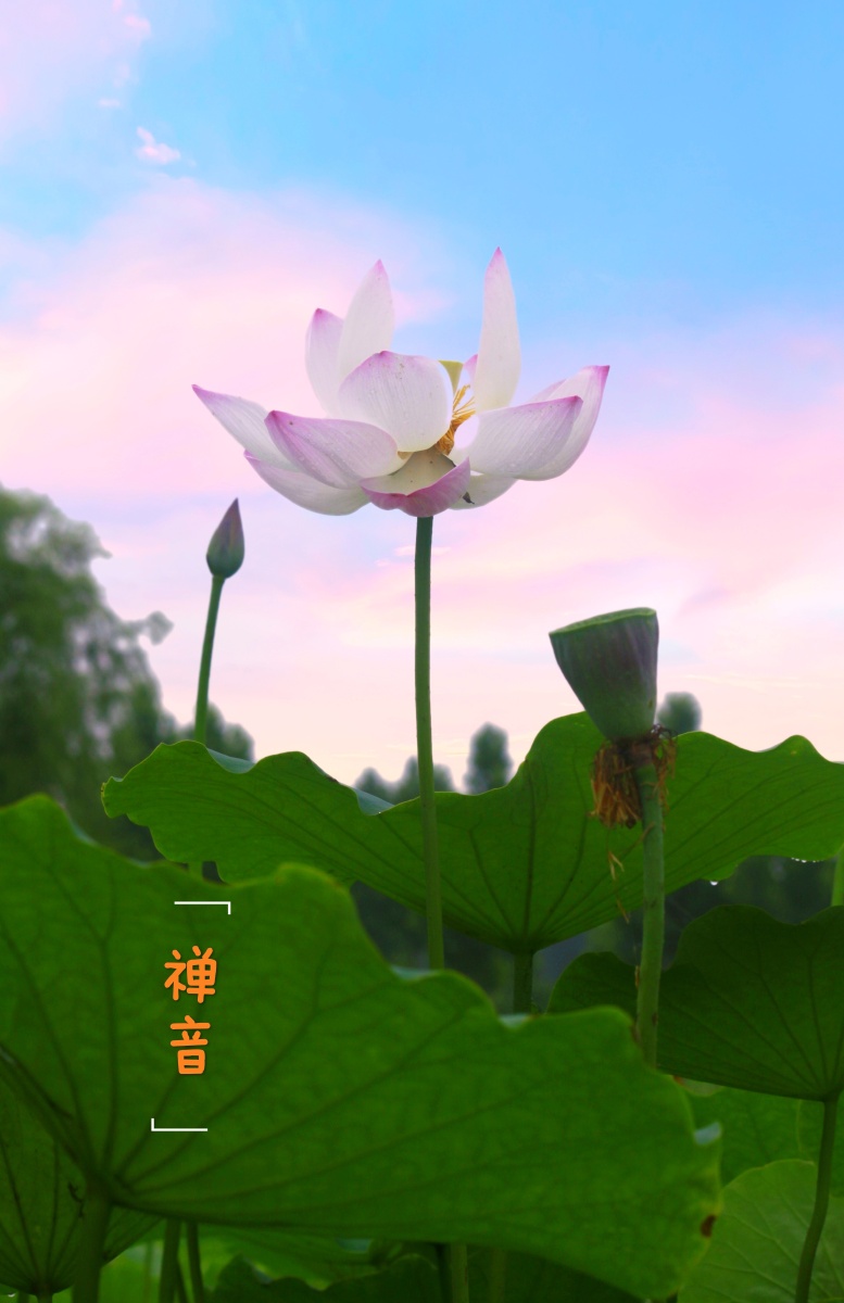 人间清凉意莫过入禅音