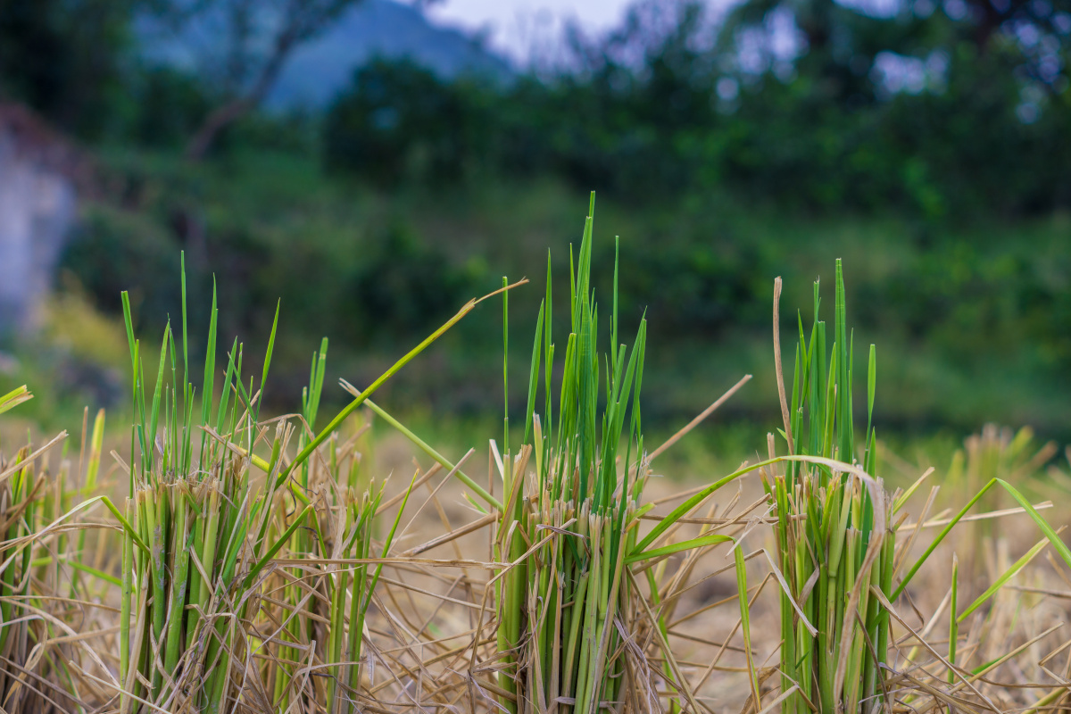 稻草