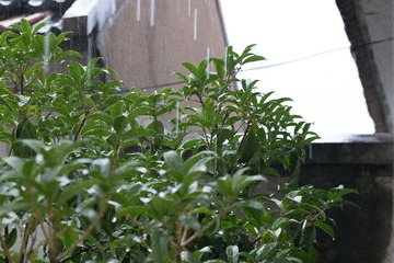 DSC_0006-4