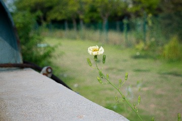 DSC_0062-3