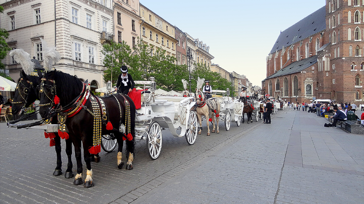 在波兰的观光马车是我在欧州各大城市看到最为漂亮的它那白色的车连