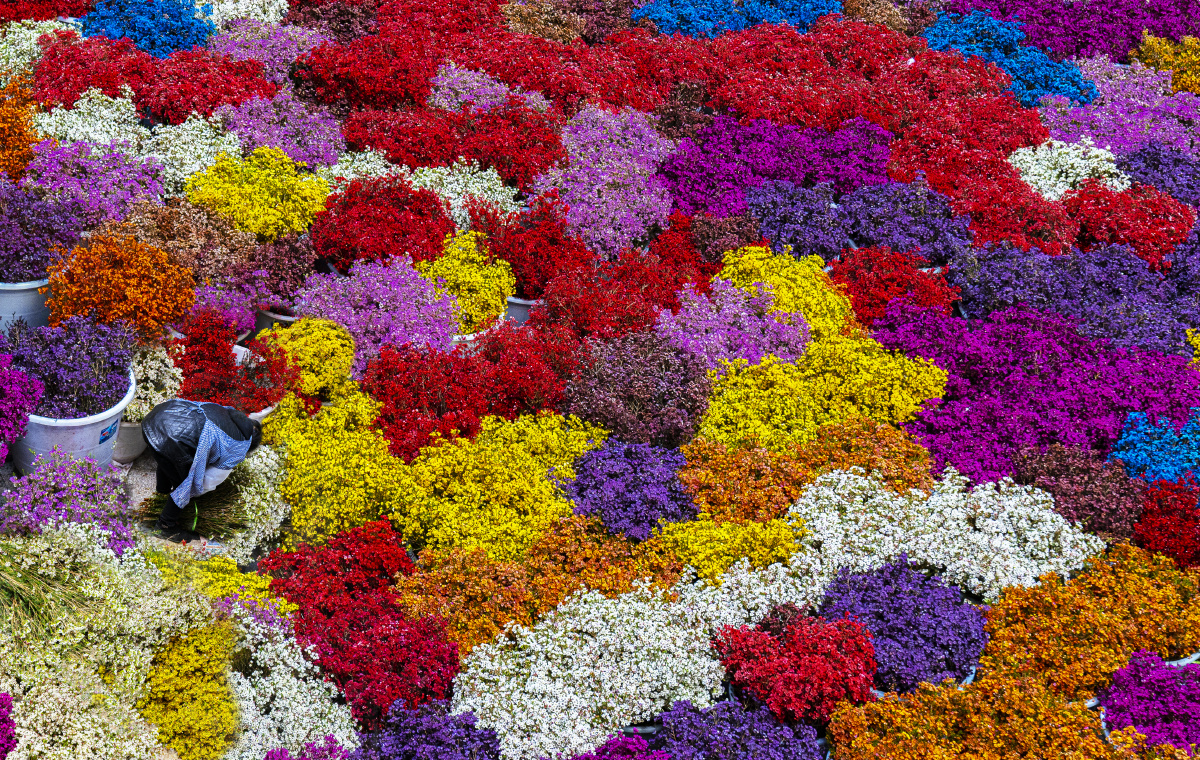 拍摄于昆明斗南花卉市场马上过年了,彩色腊梅也成了年宵花热销产品.