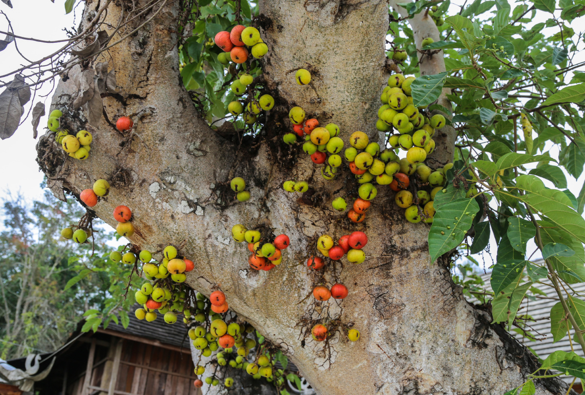 云南曼贺邦村的无花果