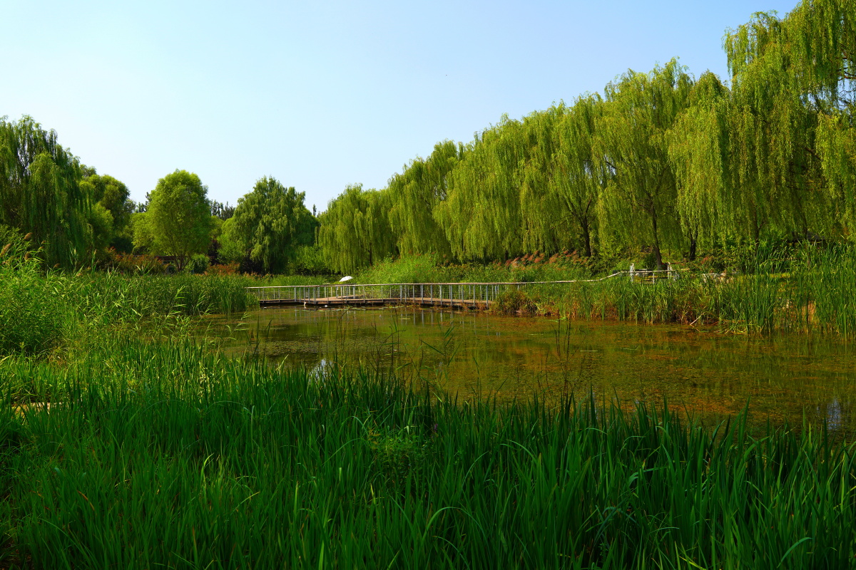 树村郊野公园 北京海淀 - 超级走动的蚂蚁小哥 - 图虫