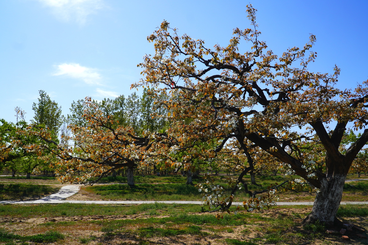 大兴庞各庄梨花村万亩梨园 闲走北京 - 超级走动的蚂蚁小哥 - 图虫