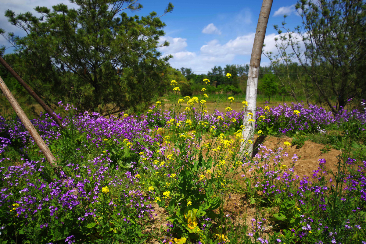 朝阳区镇海寺城市公园二期 闲走北京 - 超级走动的蚂蚁小哥 - 图虫