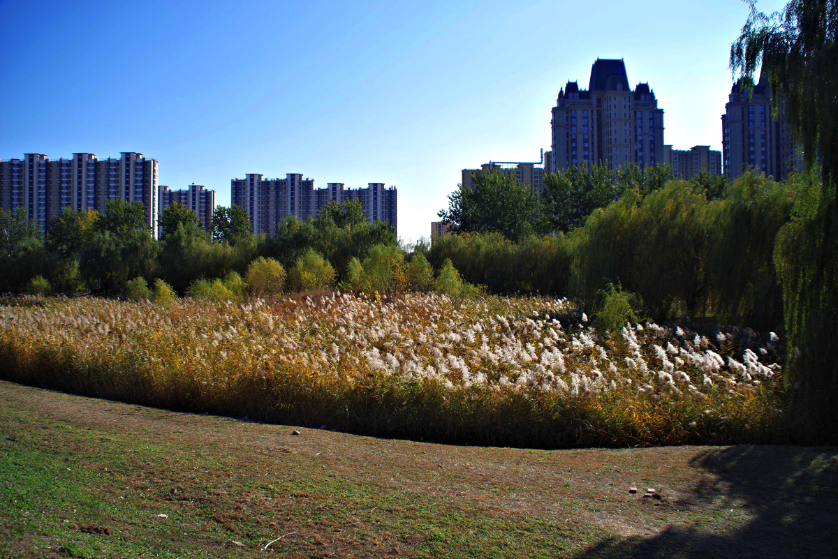 东坝千亩湖公园 闲走北京 - 超级走动的蚂蚁小哥 - 图虫