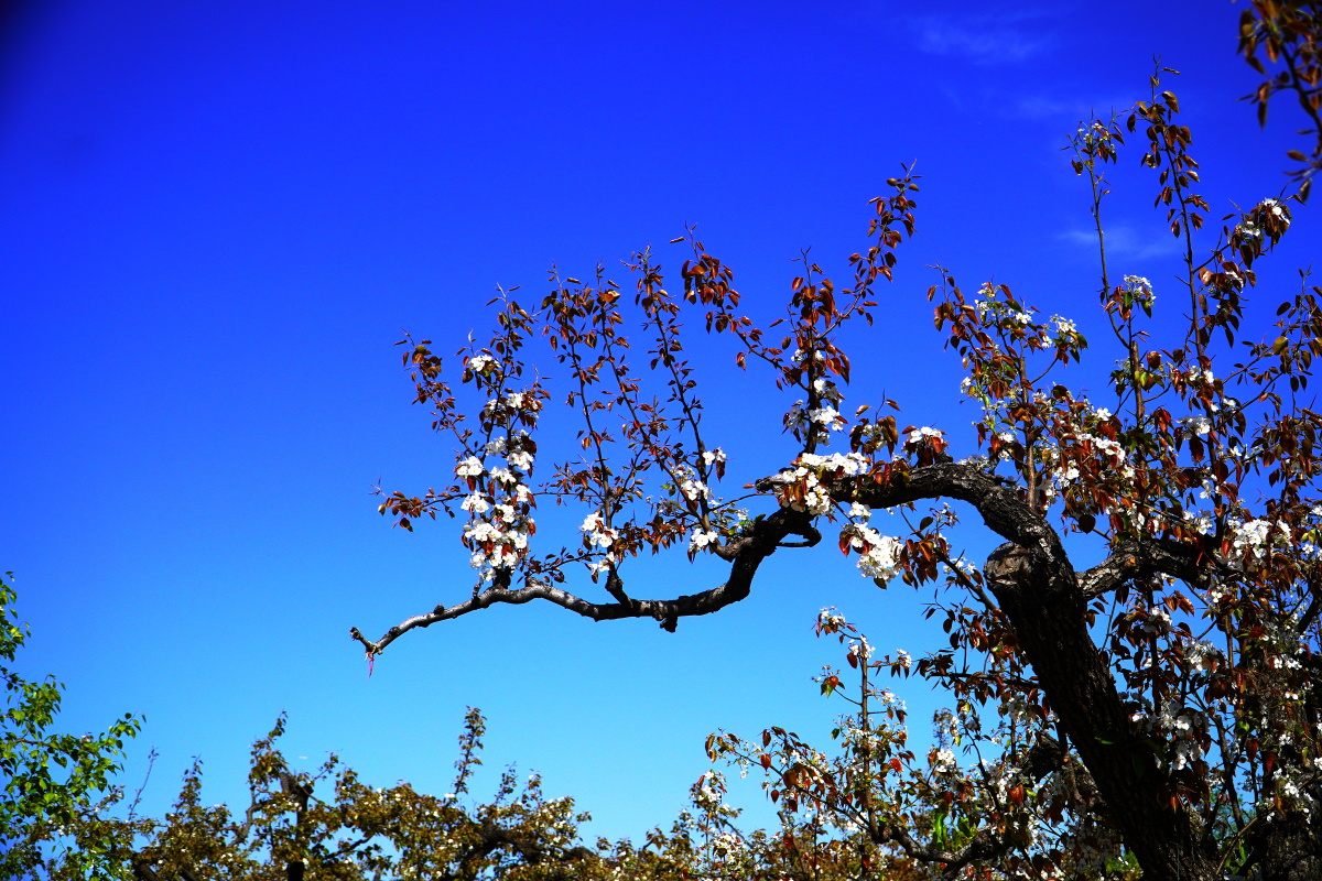 大兴庞各庄梨花村万亩梨园 闲走北京 - 超级走动的蚂蚁小哥 - 图虫