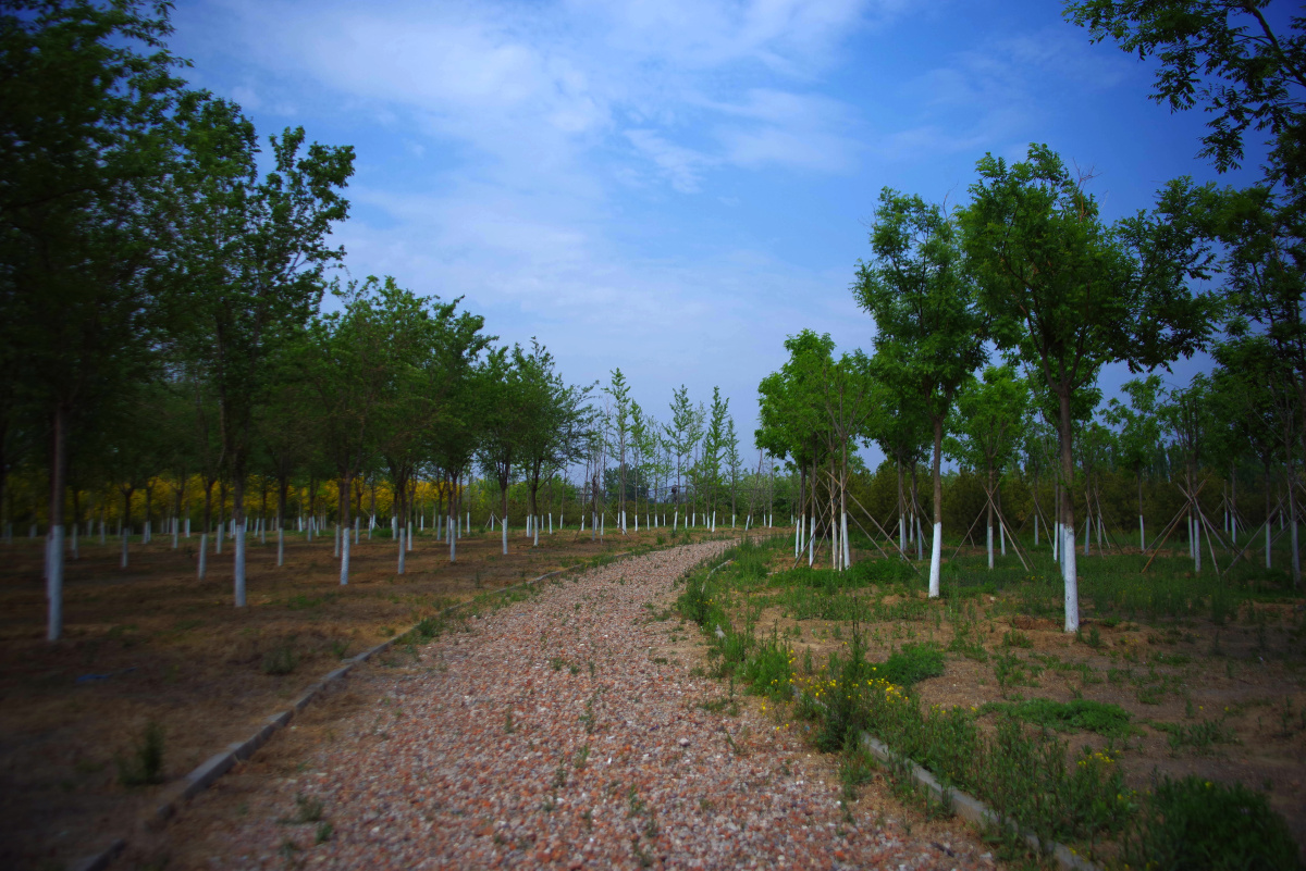 大兴区魏善庄城市森林公园 闲走北京 - 超级走动的蚂蚁小哥 - 图虫