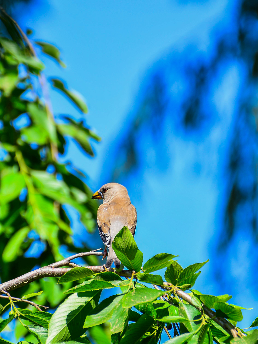 又见闷牛～梧桐鸟