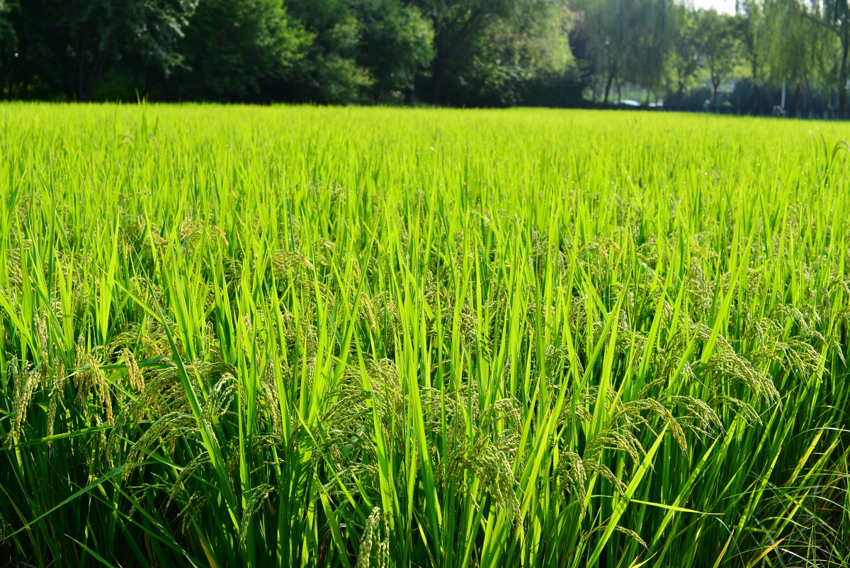 玉泉山稻谷飘香