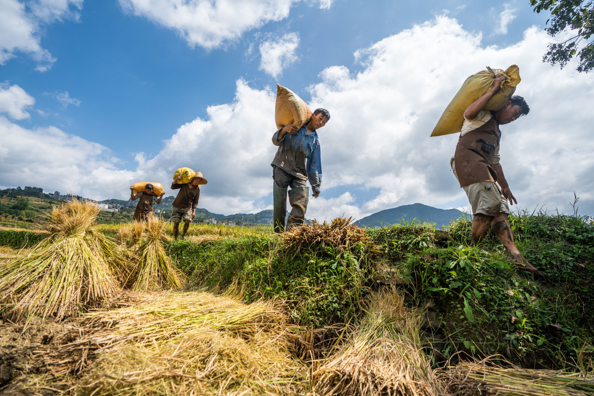 贵州大方山乡稻谷喜丰收