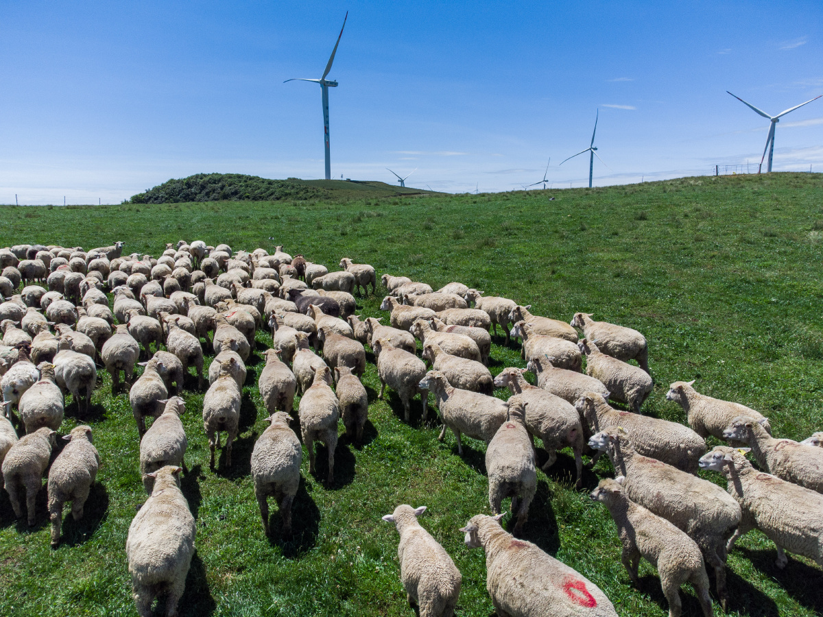 贵州威宁牛羊满山岗