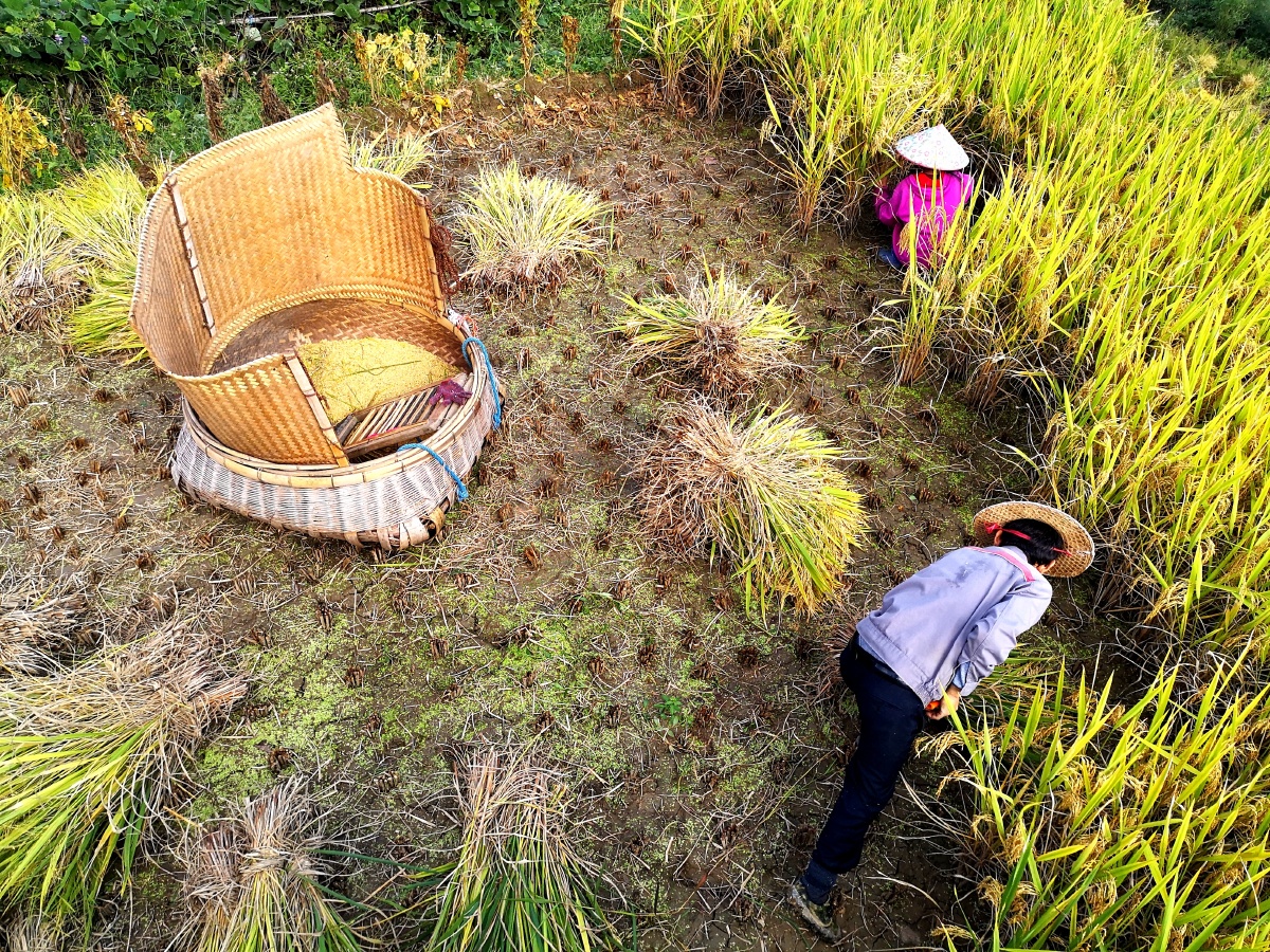 江西上饶灵山因梯田小丶徒不能使用机械得以让这种传统的木桶丶篾桶