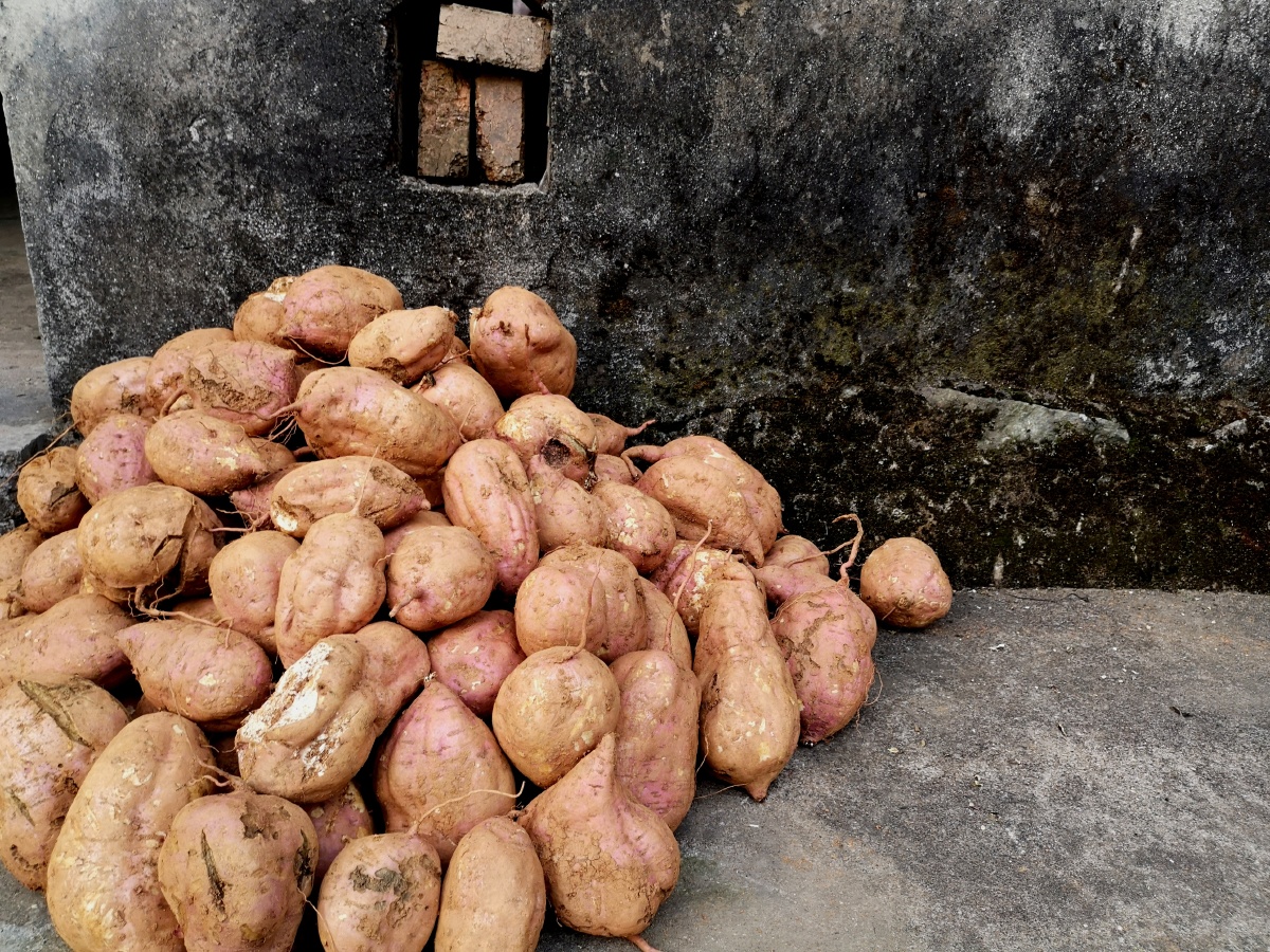 浙江开化县乡村现在正是红薯丰收季节家家户户的门里门外全堆满了红薯