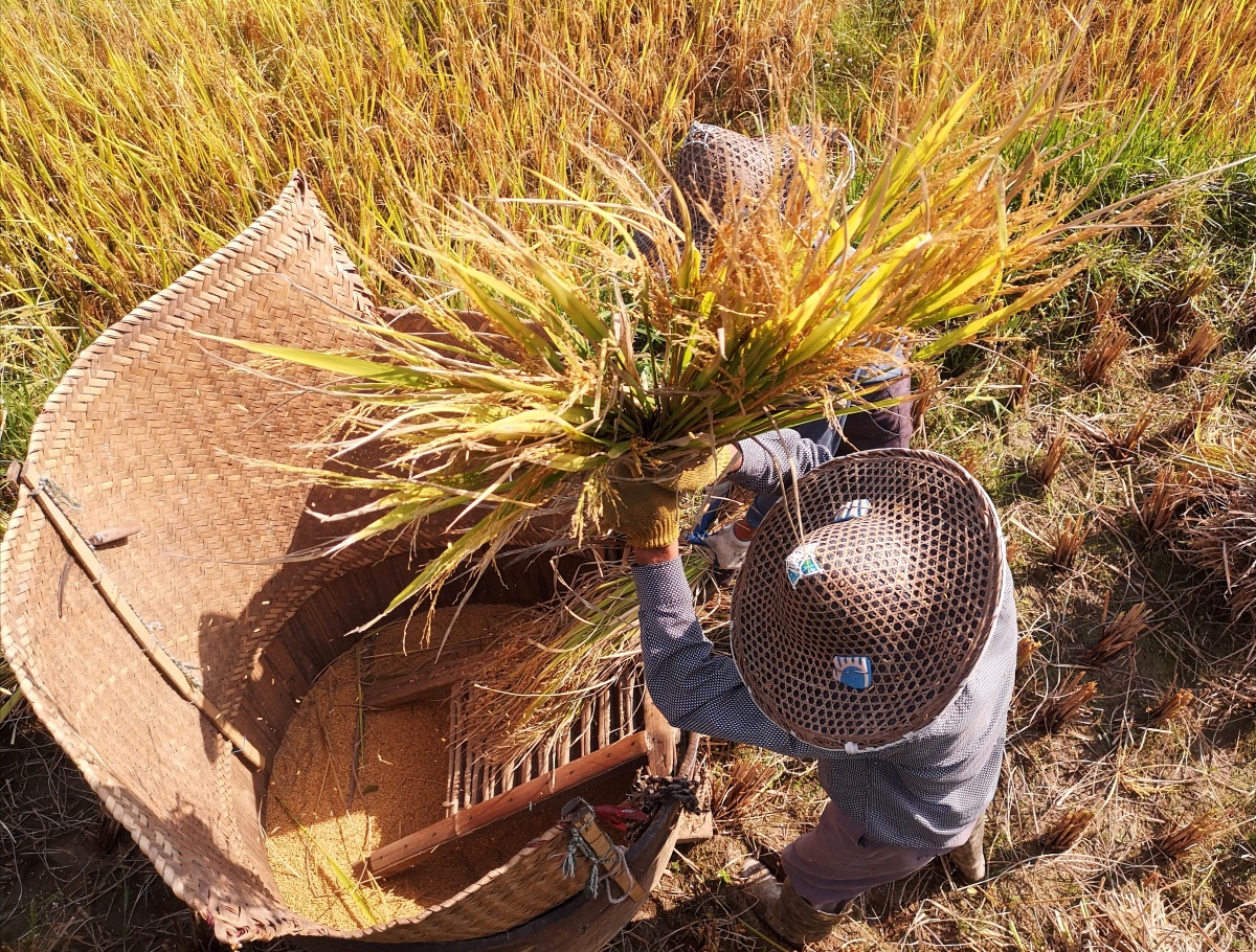 江西上饶灵山因梯田小丶徒不能使用机械得以让这种传统的木桶丶篾桶