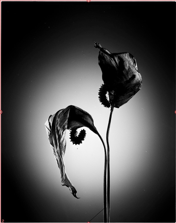 大画幅摄影习作