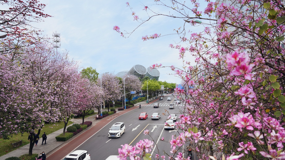 紫荆花城,醉美柳州 - 贤木子 - 图虫