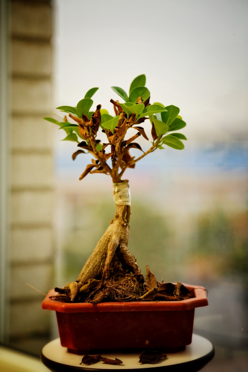 > 器材:5d3 24-105 br /> 作者:tina br /> 简介:香消玉殒的嫁枝