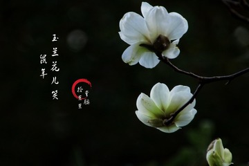 4706419