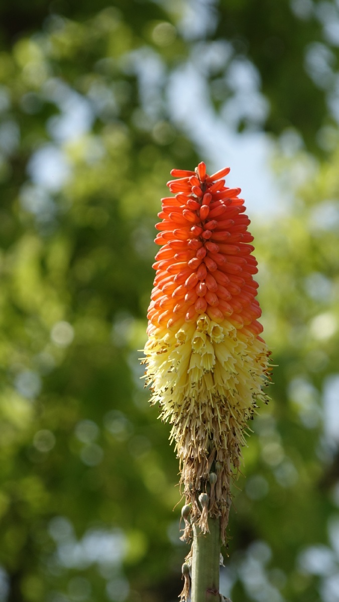 火炬花据说是墨西哥的植物