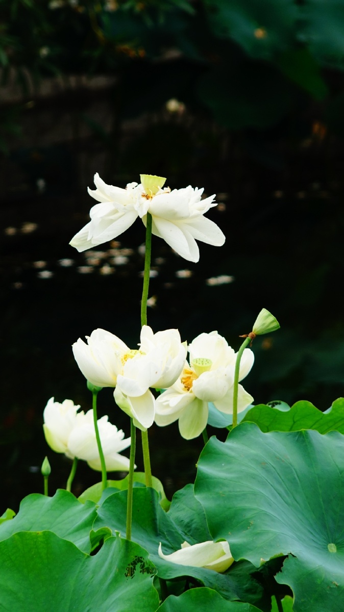 白莲花. - 爱好摄影的姥爷 - 图虫
