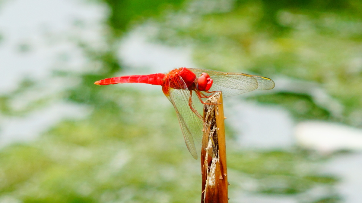红蜻蜓