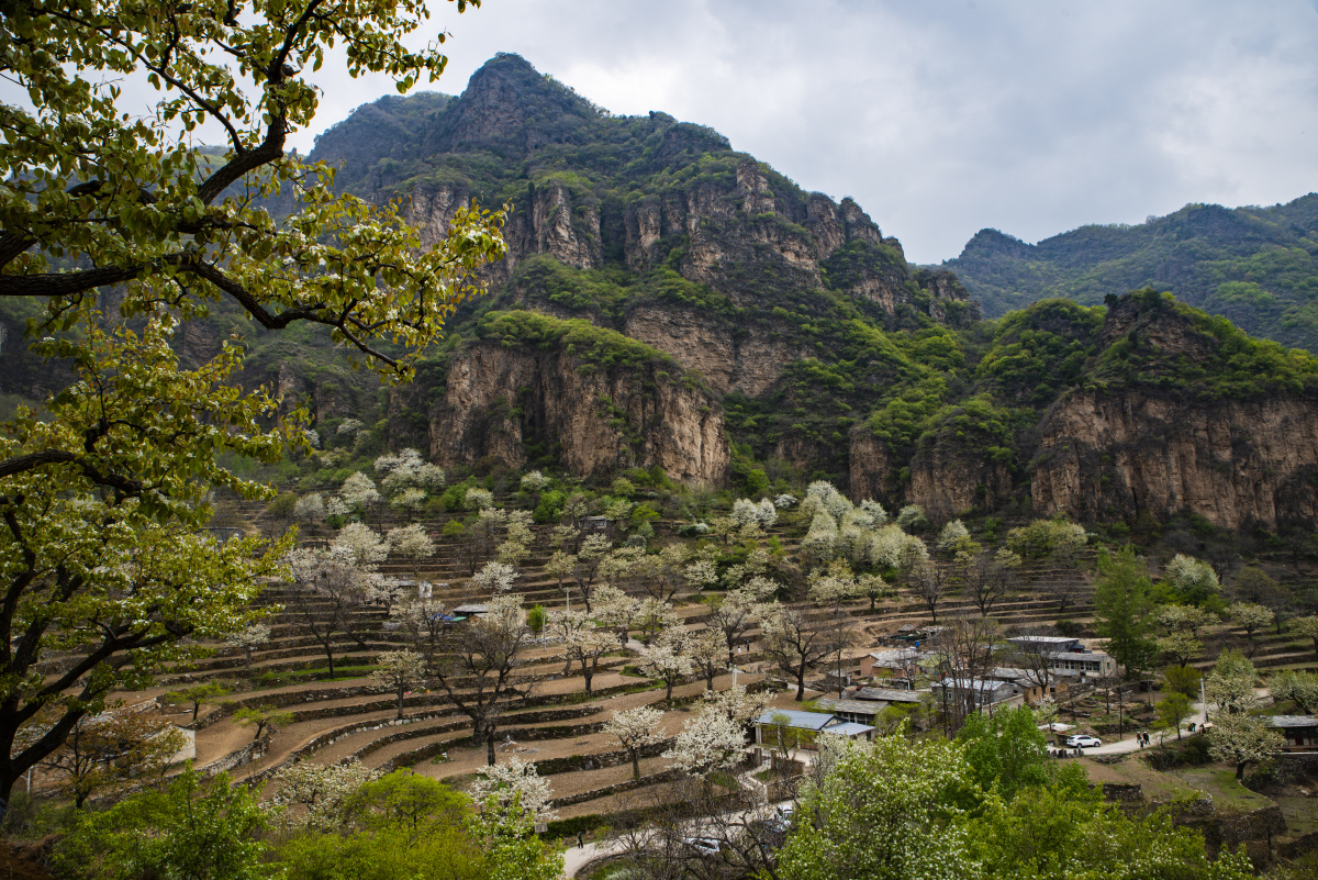 鸟瞰世外桃源全景梯田梨花和老屋大滩村杏黄村三流水村