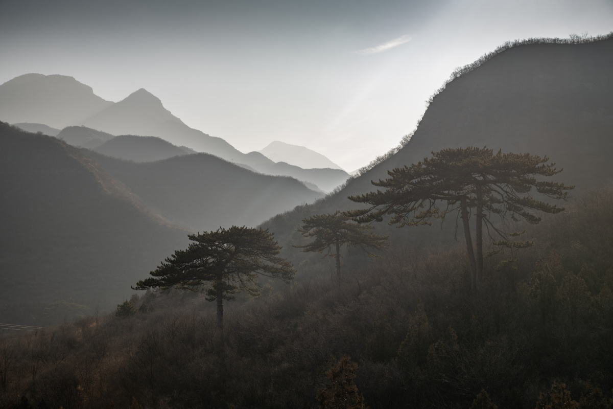 冬日早上的连绵群山轮廓水墨风格山色天光青松傲立
